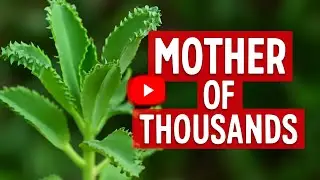 Mother of Thousands Plant: A Surprising Green Wonder | Kalanchoe Daigremontiana