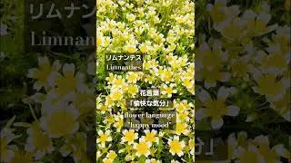 リムナンテス　#花言葉 #春の花 #shorts #limnanthes #ソノリティもも #flowers  #お花畑 #癒される #flower language