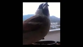 Bird Cam #81 - Tree Sparrow on camera feeder #birdcamera #shorts
