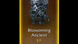 Blossoming Ancient