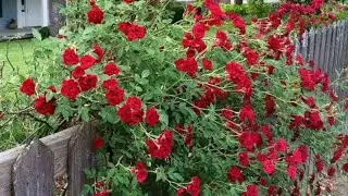 Free Free Free #rose #roses #roselover #gardening