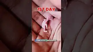 A budgie Parrot Chick 1-30 Days Old Growth #shorts #reels #parrot #animals #pets