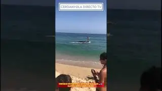 Encontrado un cet&aacute;ceo ubicado en la costa de Matar&oacute;. Es una ballena 🐋 fallecida (11/08/2019)