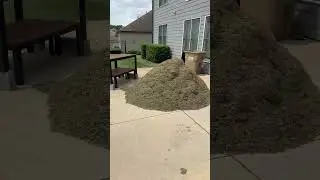 June Verticutting - What a mess... 😱  