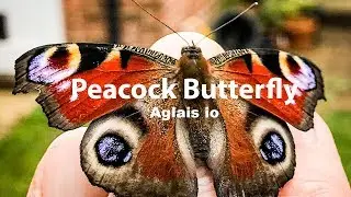 The Peacock Butterfly  [Aglais io] #shorts #peacockbutterfly