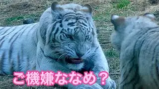 シロップママの機嫌が悪い？【伊豆アニマルキングダム】White tiger Syrup-chan Izu Animal Kingdom