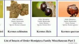 List of Insects of Order Hemiptera Family Miscellaneous Part 2 hydrometra willow quercus australis