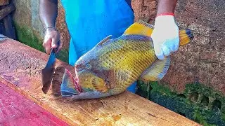 BEAUTIFUL  TITAN TRIGGER FISH VERY HARD TO CUTTING | FRESH FISH CUTTING SKILL |  | ASMR CUTTING