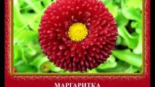Гүлдер мен өсімдіктер