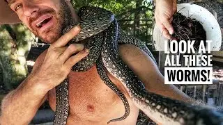 I discovered Scale Rot on my Diamond Python!