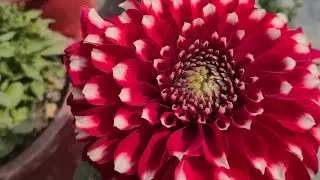 स्वागत छ सबैजनालाइ🙏