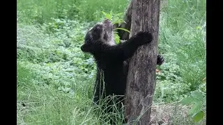 Speelse brilbeer jong / Playfull spectacled bear cub : ZOO Antwerpen 2018