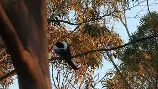 Eurasian Magpie, Европейская Сорока, Καρακάξα, Pica pica