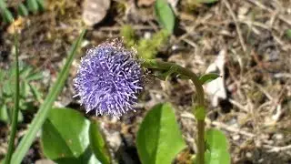 Globularia vulgaris (medicinal plant)