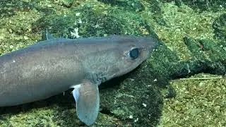 Vertical Reefs of the Galápagos | 4K ROV Highlights