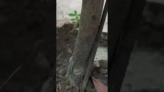 How to grow more sapota _ Best organic Bone Meal fertilizer _ sapota plant care #shorts