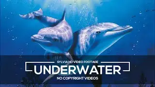 Underwater Landscape || HD Stock Videos | Free Stock Footage | No Copyright Videos