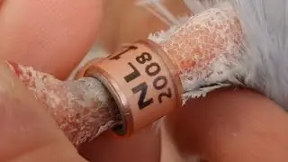JAK PODNIEŚĆ PŁODNOŚĆ SWOICH GOŁĘBI I WARTOŚĆ ZARODKA