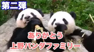 【再編集】ありがとう、上野パンダファミリープレイバック動画集・第二弾　2026.01.18