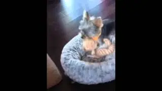 Sumo donne une le&ccedil;on &agrave; un chat en peluche / Sumo gives a lesson to a plush cat