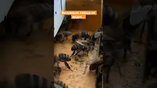 Что то ей мешает 🐝 #shortvideo #bee #macro