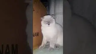 Oánh lộn đêm khuya