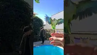 Bird flying to my hand #birds #flying #pets #viralvideo #quakerparrot #parrot #aves #recall #cotorra