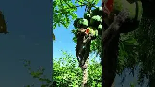 Monkey very hungry fruit  #monkeysr #babyanimal #funnyanimals #babymonkeybobby #cute #bea3