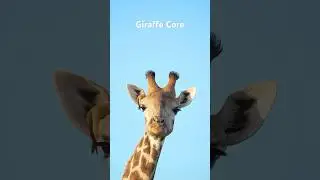 Giraffe Core #animalshorts #animals #cuteanimals #giraffe