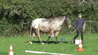 Horse agility first horse class 4