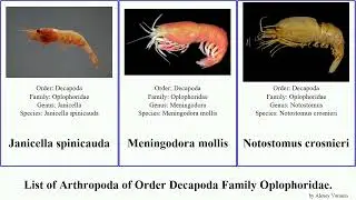 List of Arthropoda of Order Decapoda Family Oplophoridae. systellaspis notostomus acanthephyra
