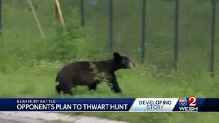 Bear hunt defies FWC numbers showing bear population growth flat