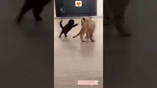 10 DAY OLD LION CUB WITH CAT | 🔥❤😍😱 #shorts #shortvideo #short