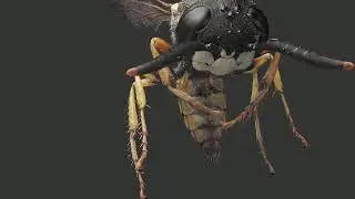 3D Model - Macro Gaussian Splatting of Insects by Dany Bittel