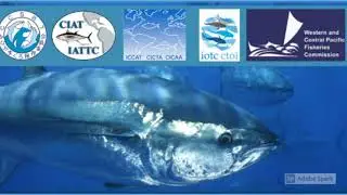 What is The ICCAT and a Brief explanation of its 15 year Bluefin Tuna policy.