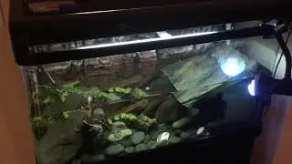 Wrong install of UVB light on a turtle tank
