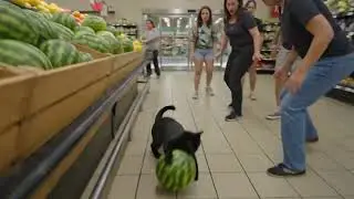 CAT PET