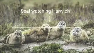 Seal watching trip from Harwich to Hamford water