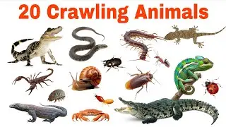 Crawling Animals Name For Kids | Learn 20 Crawling Animals in English