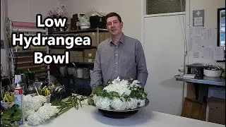 Low Hydrangea Bowl Arrangement Featuring White Phalanopsis Highlight