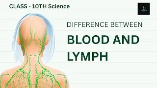 Difference Between Blood and Lymph | रक्त और लसीका में अंतर | Class 10 Biology | MP Board