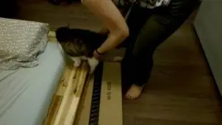 Teaching a blind cat new tricks -  Living with Emily