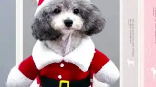 Pet - Dog /Cat Christmas Clothes Santa Claus /Costume Winter Pet Coat