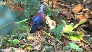 Crested Quail Dove