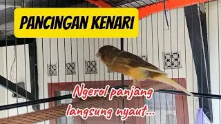 Pancingan kenari ngerol panjang langsung nyaut