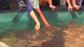 Ray and Shark Touch Pool