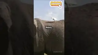 Wild Friend ships Animal Social Lives!