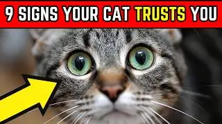 9 Signals That Meant &ldquo;I Trust You&rdquo; (You Just Didn&rsquo;t Know It) [Cat Facts Backed by Experts]