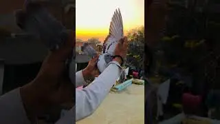 KABUTAR LOVER 🕊️#kabutar #pigeon #pigeons #birds #kabootar #pigeonpose #pigeonlove #kabutarbazi