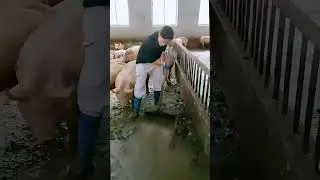 The process of cleaning pig manure